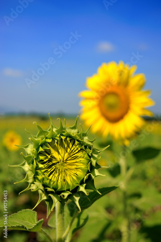 sunflower field over cloudy blue sky and bright sun lights