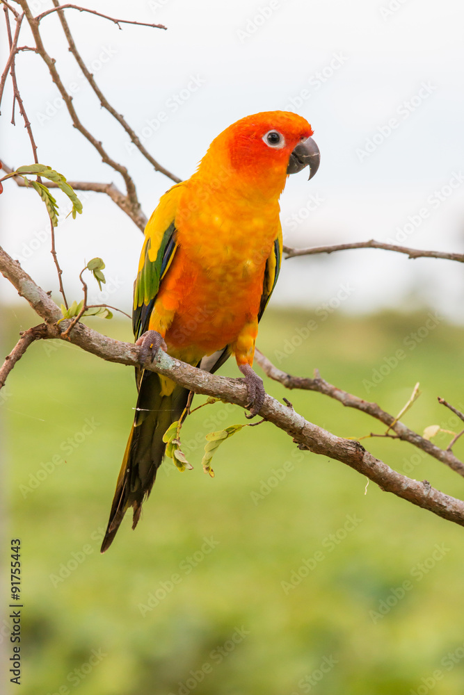 Fototapeta premium Colorful yellow parrot, Sun Conure (Aratinga solstitialis), stan