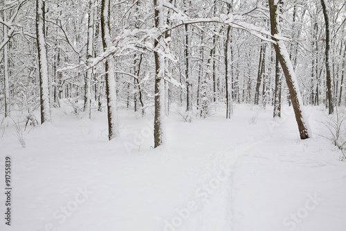 Winter forest © Maksym Dragunov