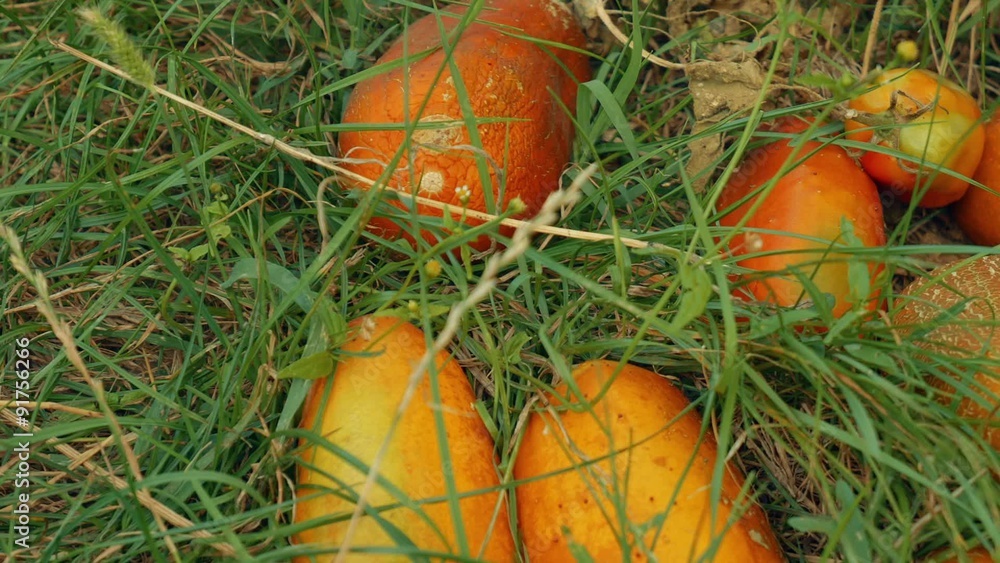 A slider panning shot of local produce orange marrows on grass.
A slider panning shot of local produce orange marrows on grass.