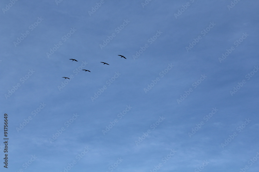 Fünf Pelikane fliegen am Himmel