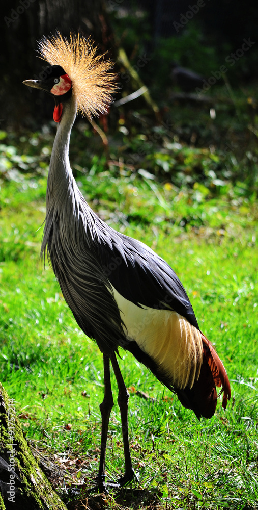 Fototapeta premium The East African Crowned Crane is a bird in the crane family. It can be found in Africa, south of the Sahara.
