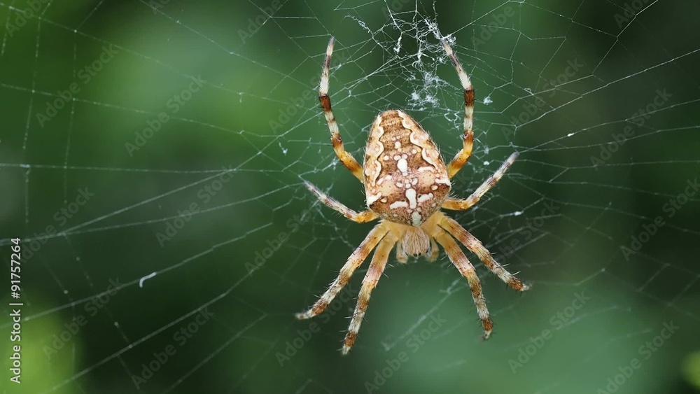 cross spider cross spider