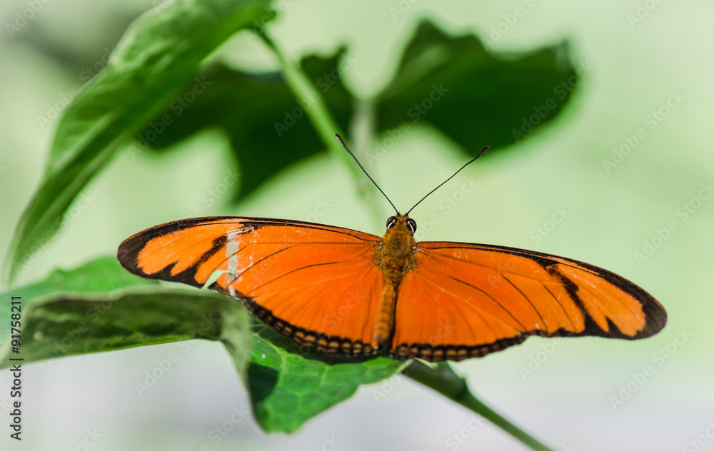 farfalla arancione farfalla arancione