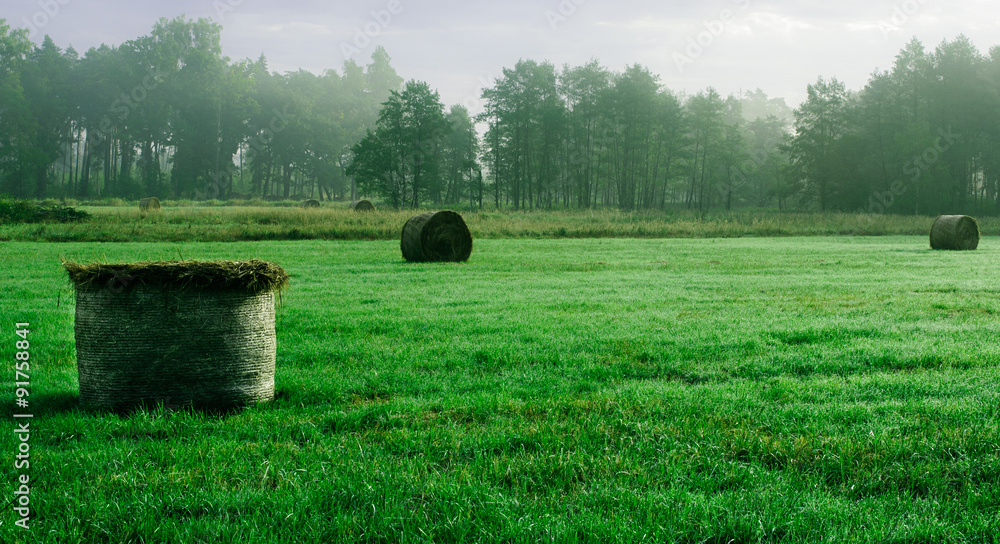 Fototapeta premium rolls of hay