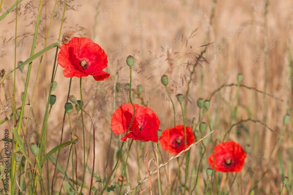 Obraz premium Mohn, Himmel und Gerste - farbliche Harmonie - Klatschmohn am Rande eines Gerstenfeldes