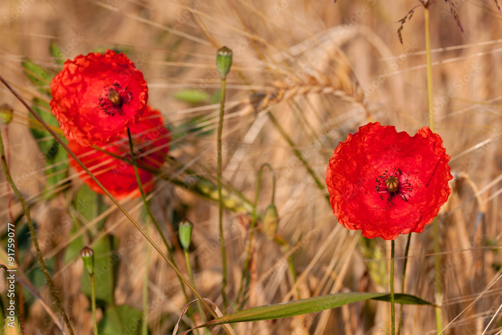 Naklejka premium Mohn, Himmel und Gerste - farbliche Harmonie - Klatschmohn am Rande eines Gerstenfeldes