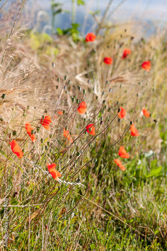 Mohn, Himmel und Gerste - farbliche Harmonie - Klatschmohn am Rande eines Gerstenfeldes © Markus