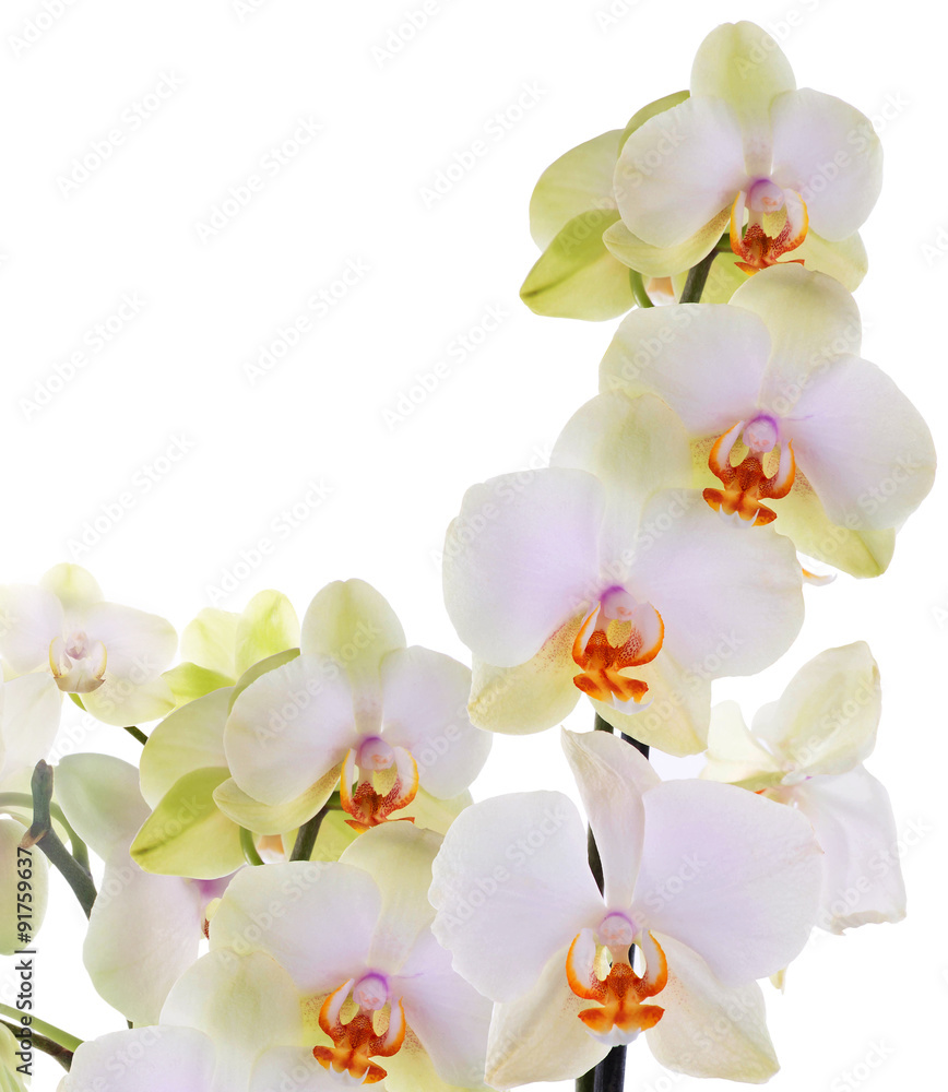 Obraz premium Orchid flowers on white background