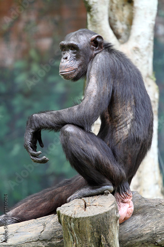 Fototapeta Naklejka Na Ścianę i Meble -  Chimpanzee..