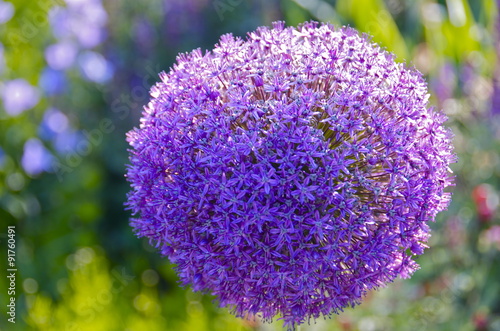 blue globe onion blossom