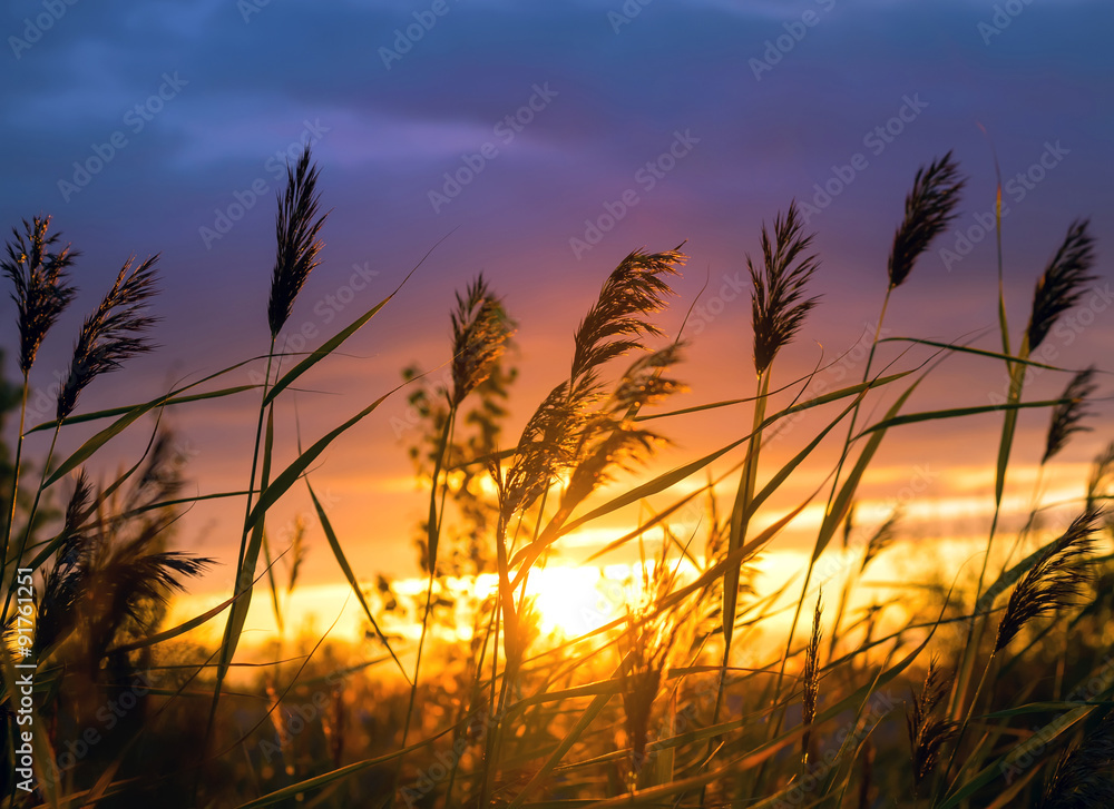 Reed against the background of a dramatic sunset sky Reed against the background of a dramatic sunset sky