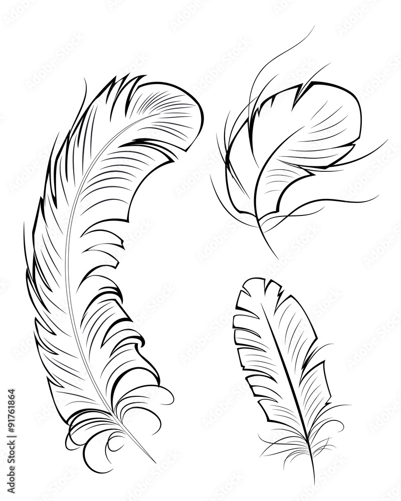 Obraz premium three contour feathers