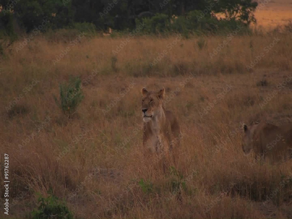 A lioness walks through wild grass. A lioness walks through wild grass.