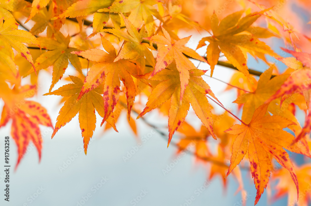 Indian Summer, dekoratives Herbstmotiv, leuchtend gelbe Blätter eines herbstlich gefärbten Kanadischen Amberbaums, Liquidambar Indian Summer, dekoratives Herbstmotiv, leuchtend gelbe Blätter eines herbstlich gefärbten Kanadischen Amberbaums, Liquidambar