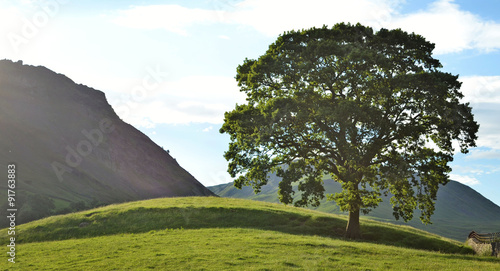 A lonesome tree on a small hill in the Lake District, England.