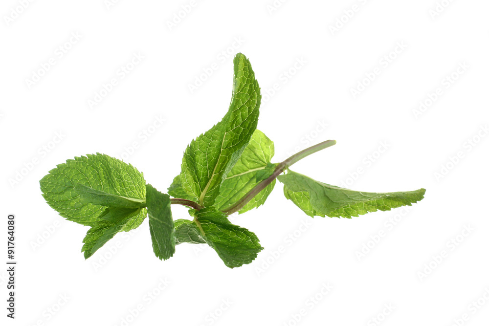 Obraz premium mint isolated on white background.