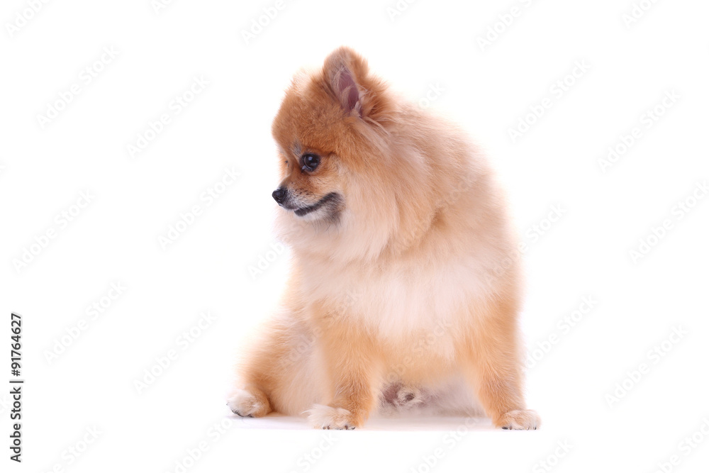 brown pomeranian dog isolated on white background, cute pet brown pomeranian dog isolated on white background, cute pet