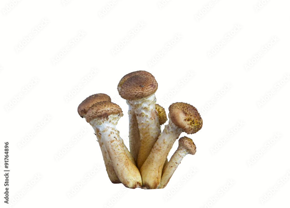 mushroom amanita insulated. mushroom amanita insulated.