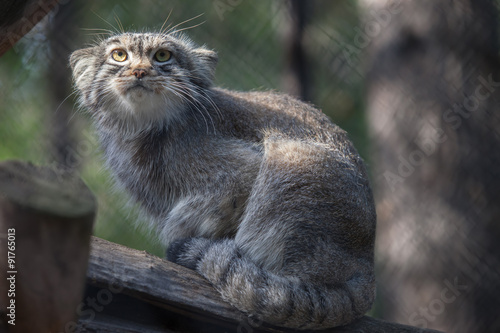 Canvas Print pallas's cat