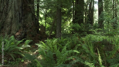 Light filters into the forest floor in the Redwood forests of California.