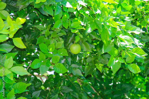 Aegle marmelos tree.