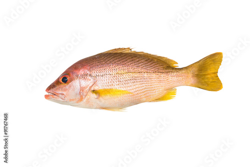 Принти на полотні Red snapper isolated on white