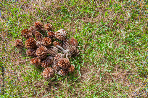 Many pine cones on green meadow