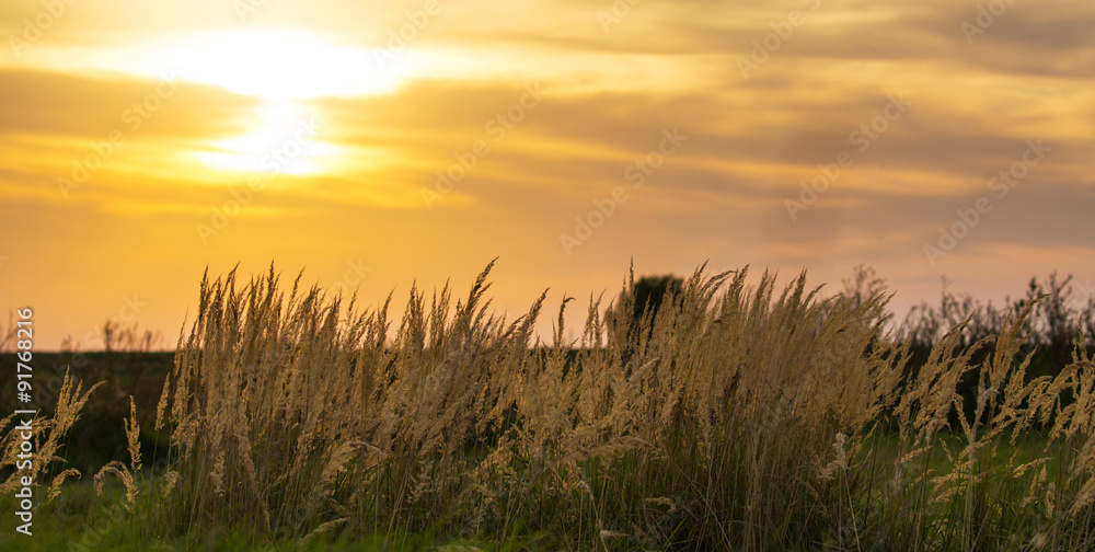 Fototapeta premium Wild grass under warm evening light, in a rural field
