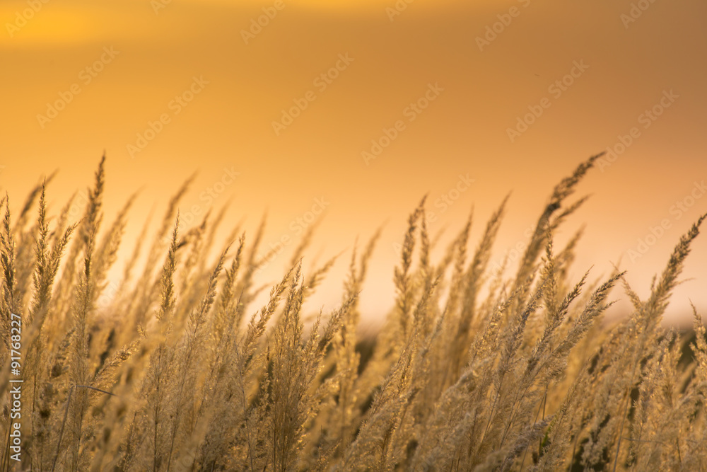 Wild grass under warm evening light, in a rural field