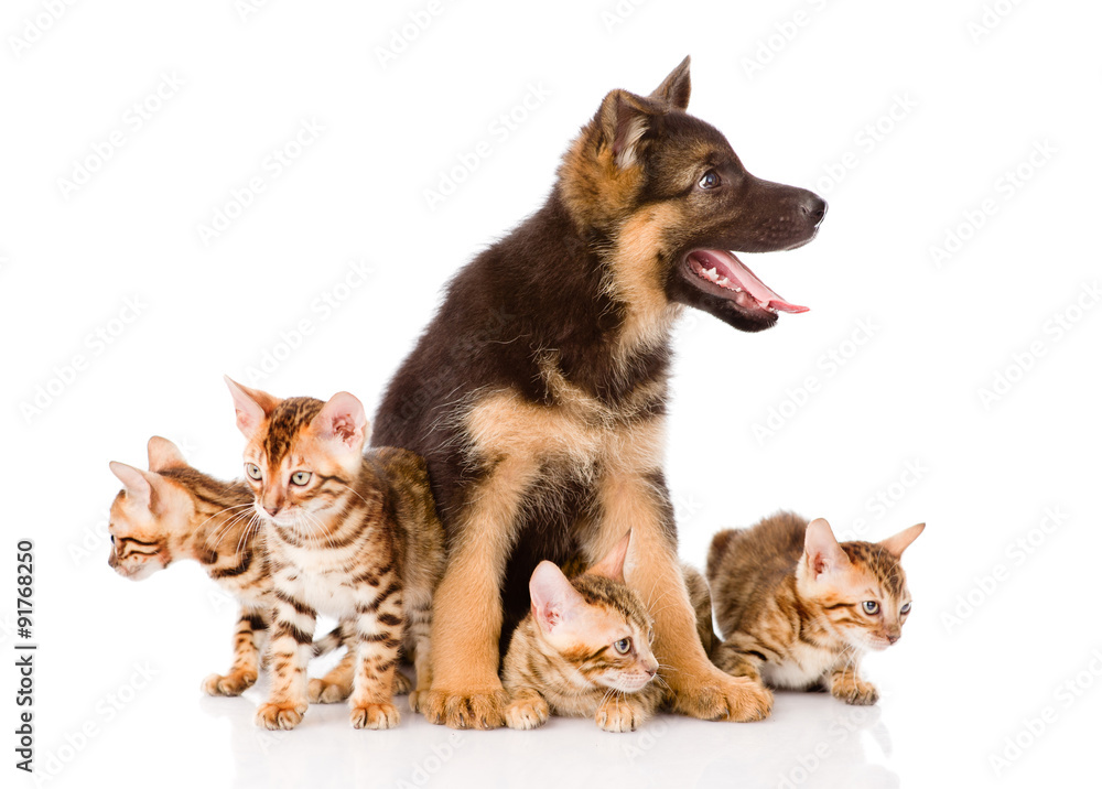 german shepherd puppy and bengal kittens looking away. isolated