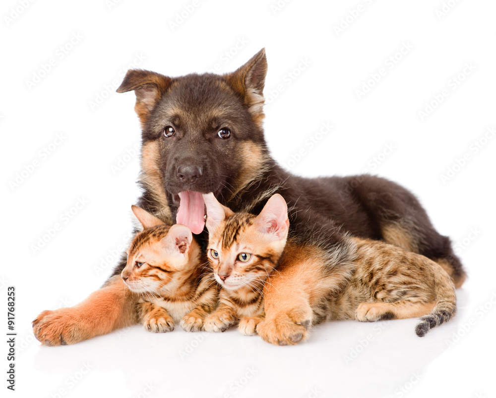 german shepherd puppy dog embracing little kittens. isolated on
