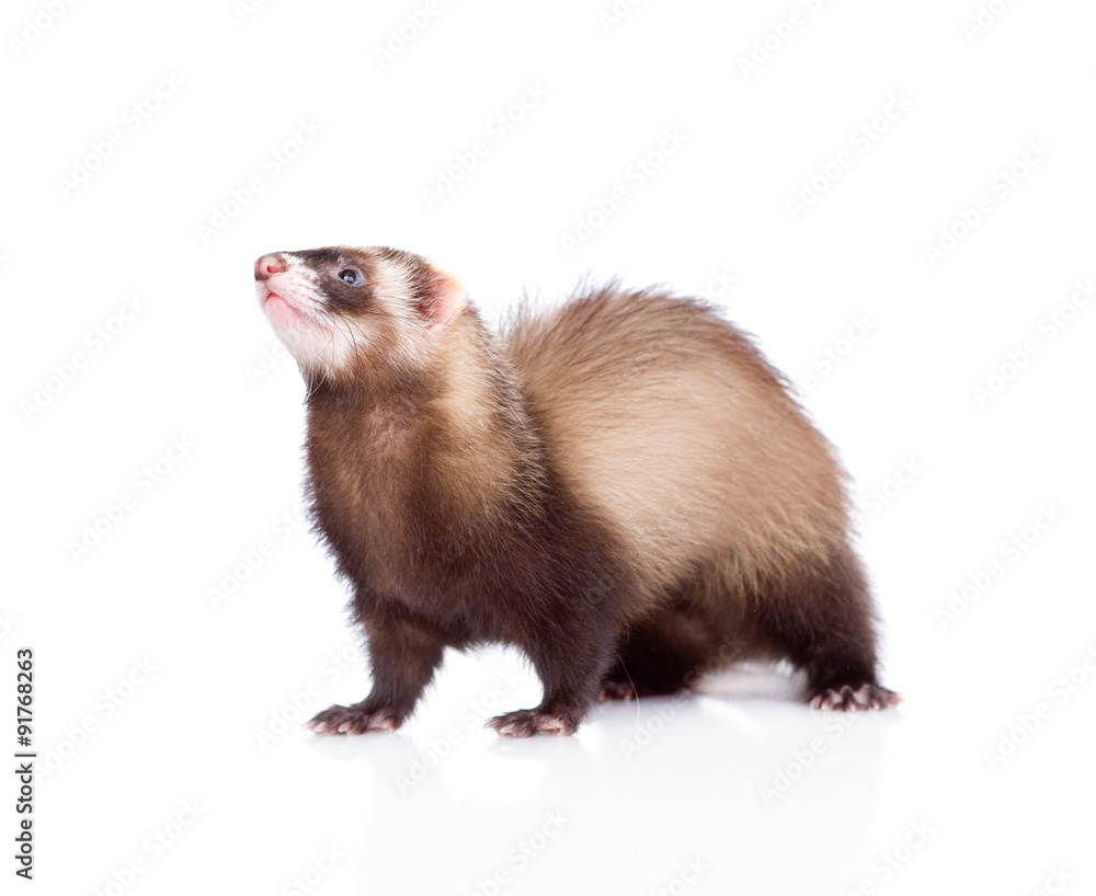 ferret standing in profile. isolated on white background ferret standing in profile. isolated on white background
