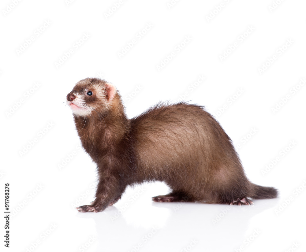 ferret sitting in profile. isolated on white background ferret sitting in profile. isolated on white background