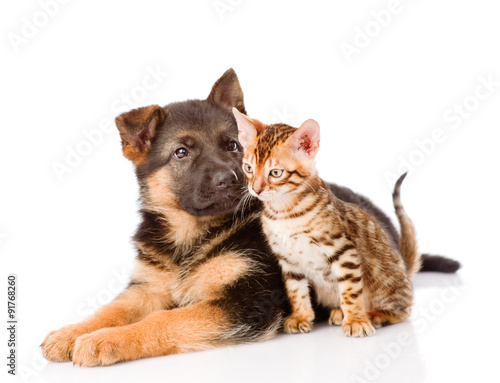 german shepherd puppy and bengal kitten together. isolated on wh