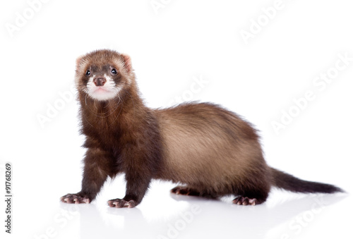 Cuadro en lienzo ferret looking at camera. isolated on white background