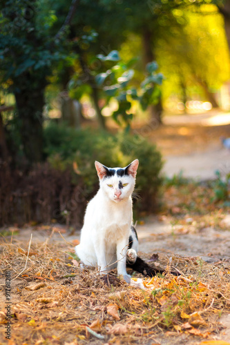 Portrait of stray cat sitting under solar beam