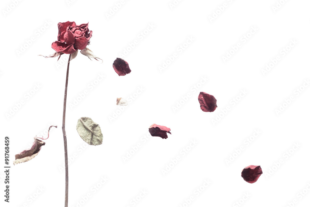 Fototapeta premium art of rose wither
