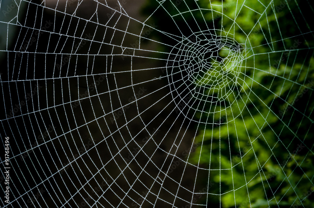 Spinnennetz Spinnennetz