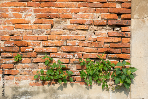 Brick wall tree © illiano