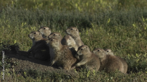 Uinta ground squirrels peer from their ground nest in Yellowstone National park. photo