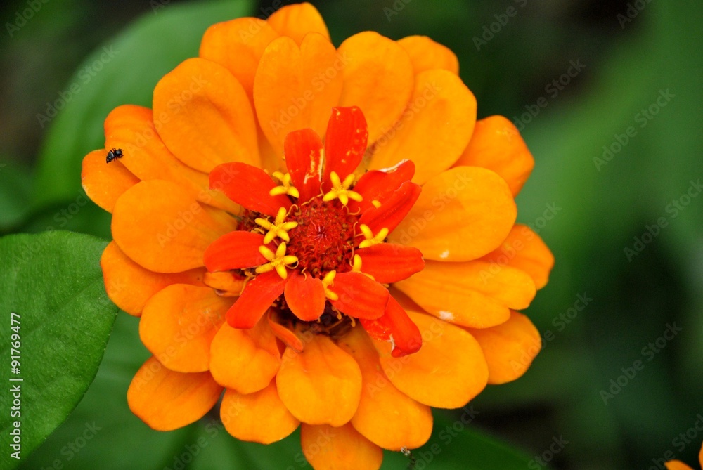 Fleur Fleur