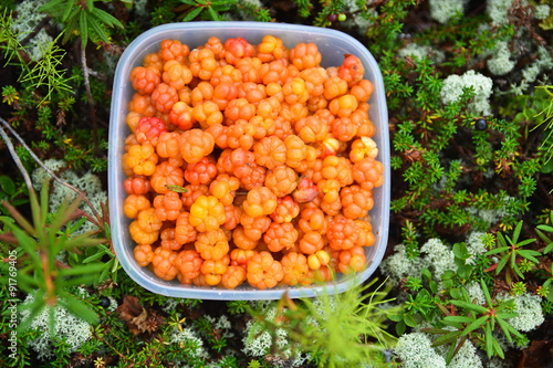 Cloudberries. photo