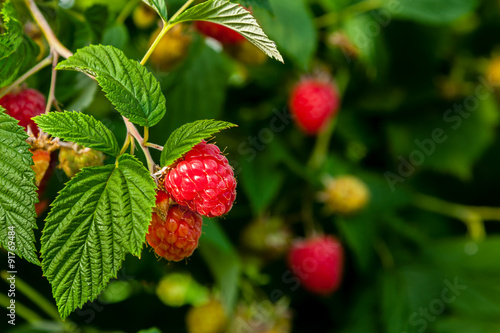 Ripe raspberries ready to be harvested.  