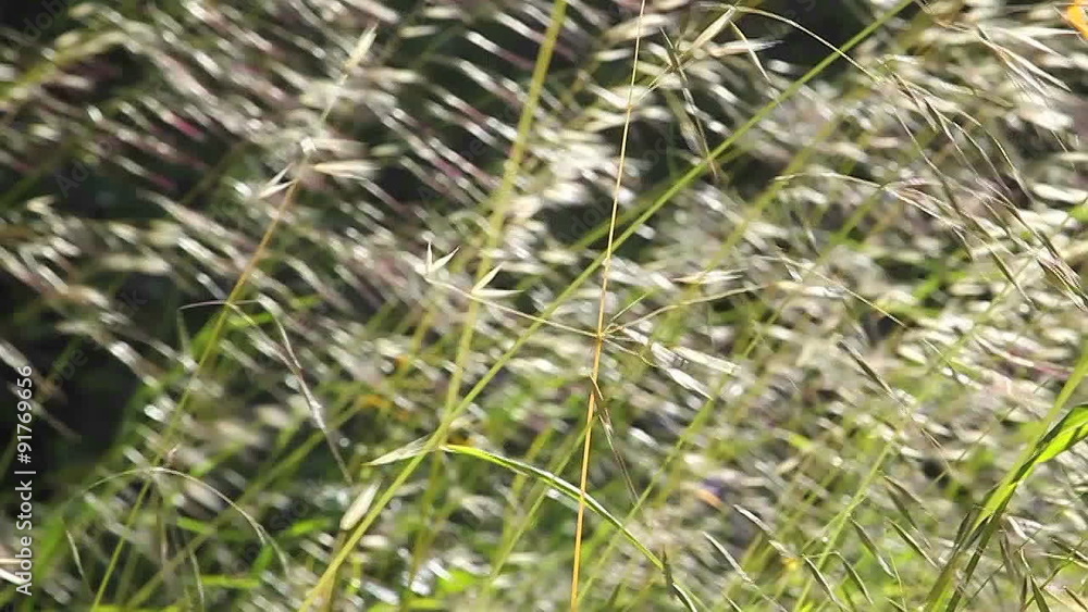 A close up of grasses blowing in the wind. A close up of grasses blowing in the wind.