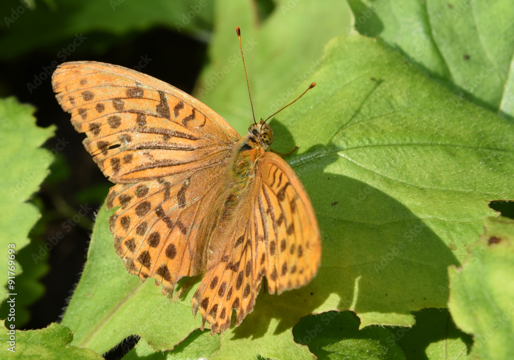 Obraz premium ミドリヒョウモン