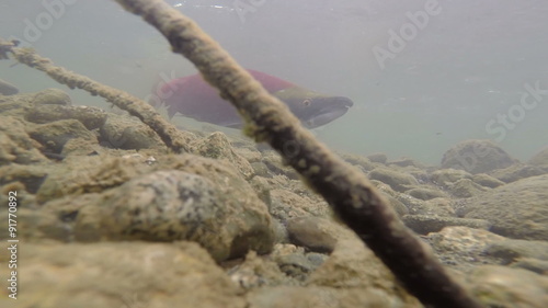 Wild Pacific Salmon Spawning Clear Glacier Stream Animal Wildlife  photo