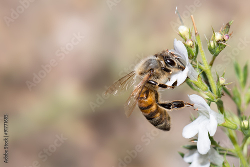 A bee while pollinates a flower of thyme, Italy