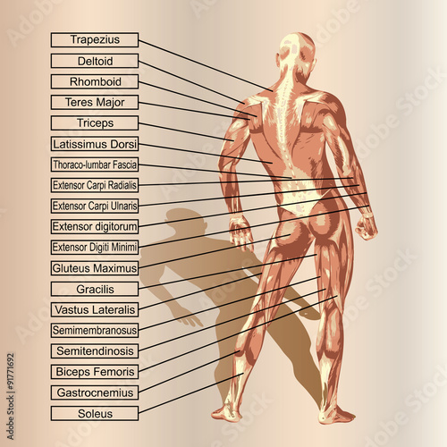 Vector 3D human male anatomy with muscles and text