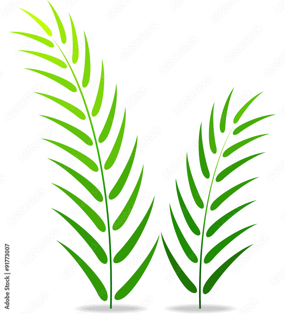 Fototapeta premium Green plant on a white background